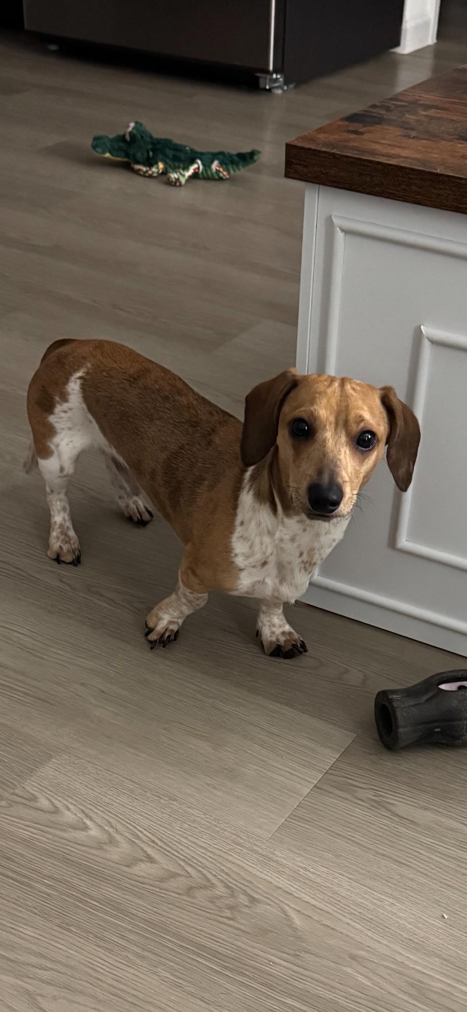 Milo, adopted, Young Male Dachshund.