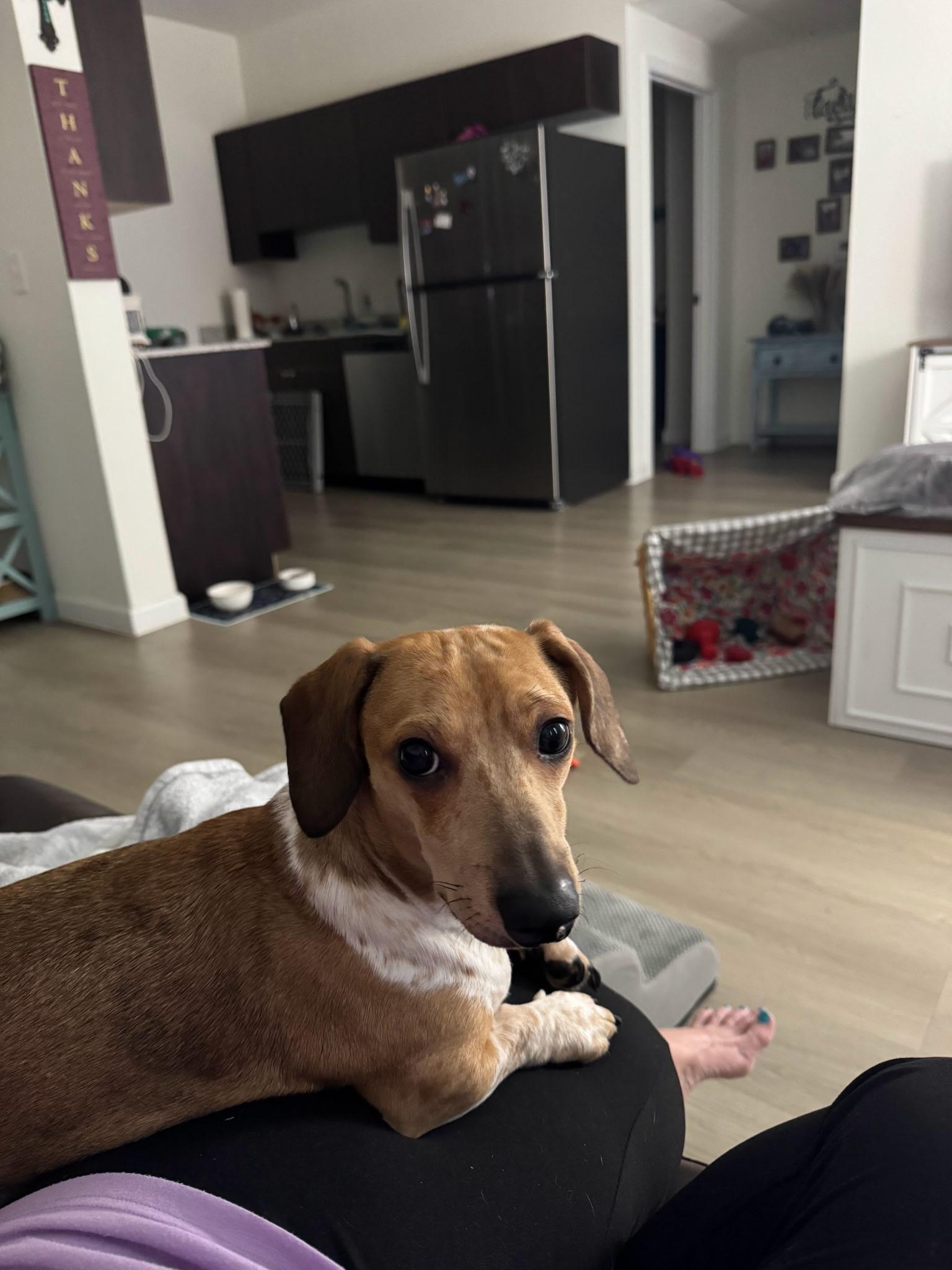 Enlarge Milo, an adopted Dachshund in Garland, TX image 2/2