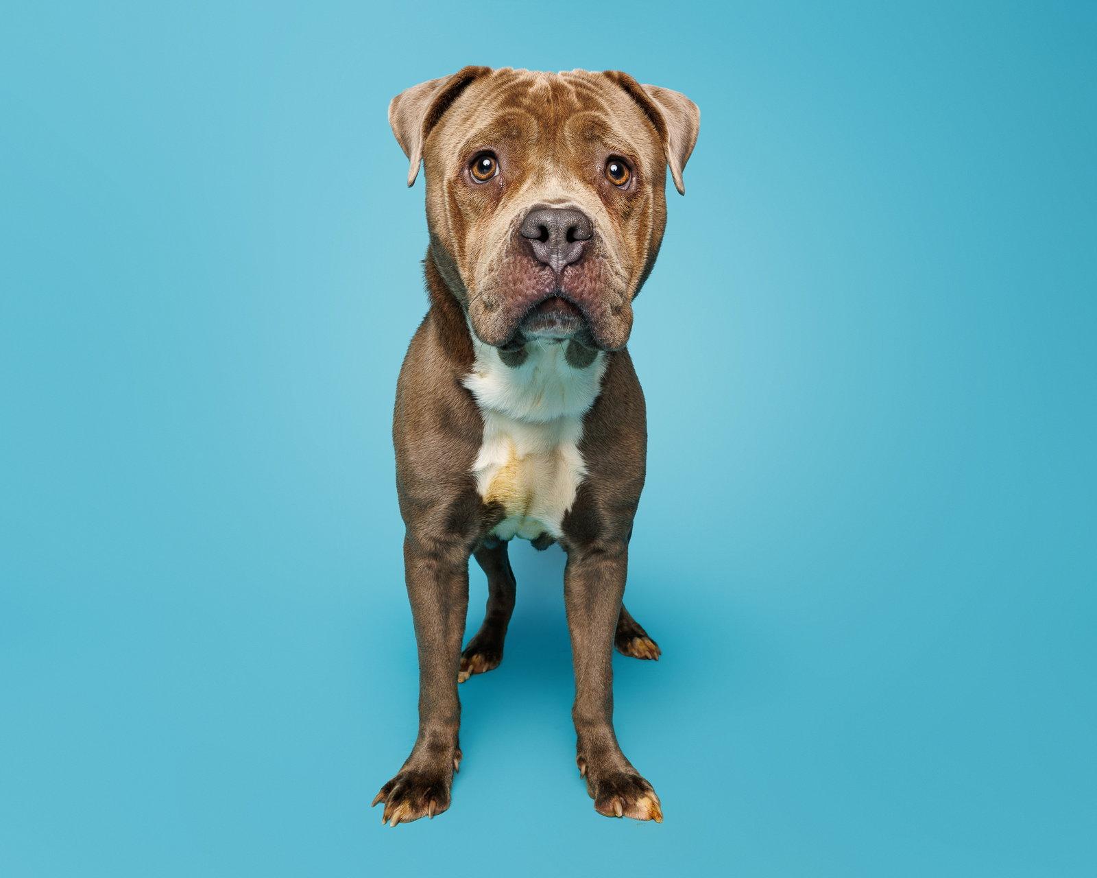 Plum, Adoptable, Adult Female Mixed Breed.
