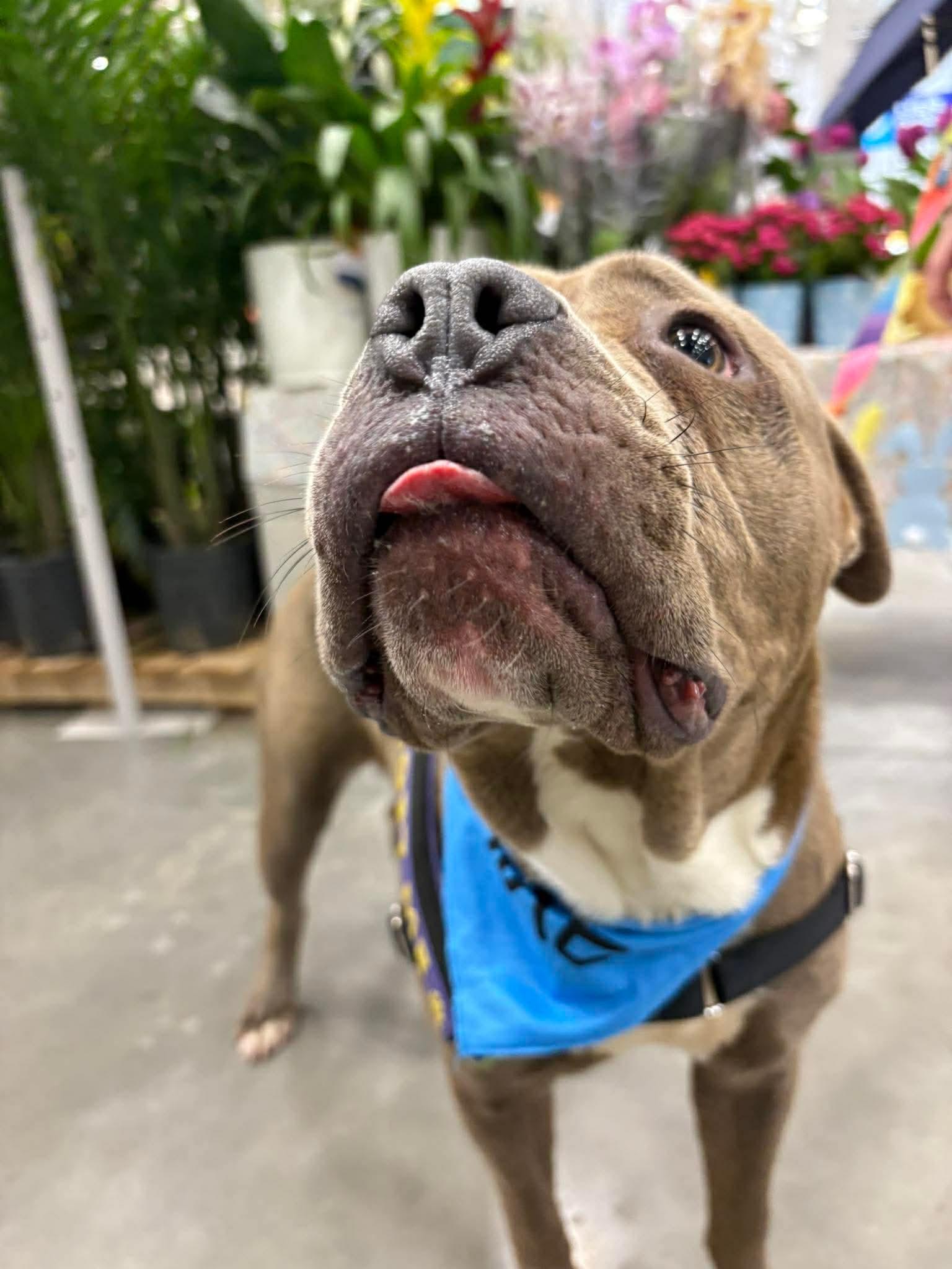 Enlarge Plum, a Adoptable Mixed Breed in Durham, NC image 2/3
