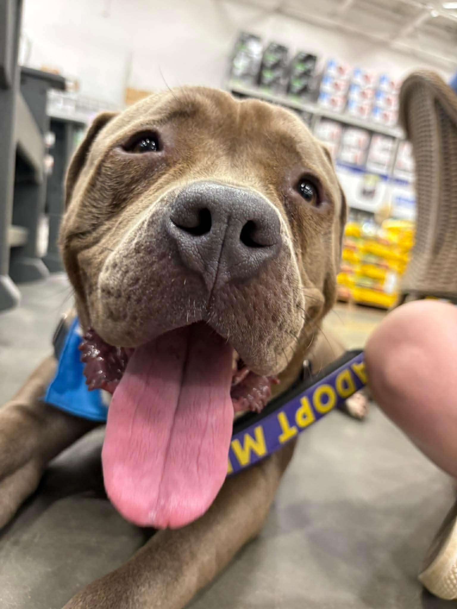 Enlarge Plum, a Adoptable Mixed Breed in Durham, NC image 3/3