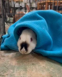 Jade, a Adoptable Himalayan image 3/6