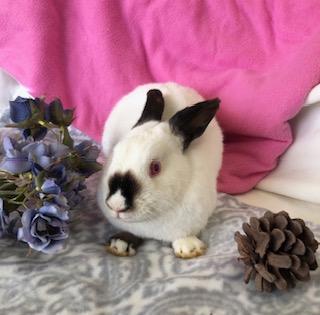 Jade, a Adoptable Himalayan image 6/6