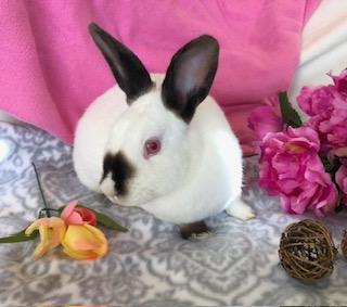 Jade, a Adoptable Himalayan image 2/6