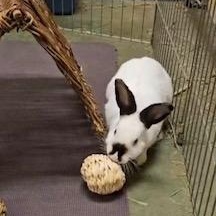 Jade, a Adoptable Himalayan image 4/6