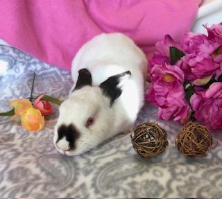 Jade, Adoptable, Young Female Himalayan.