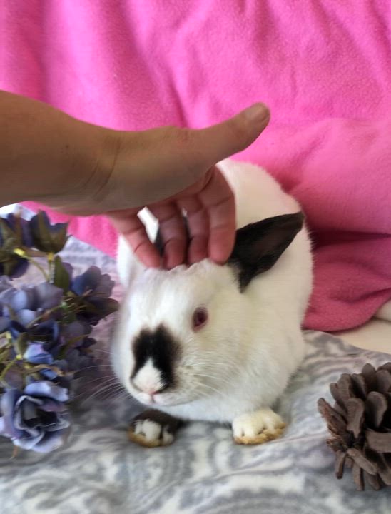 Enlarge Jade, a Adoptable Himalayan video 5/6