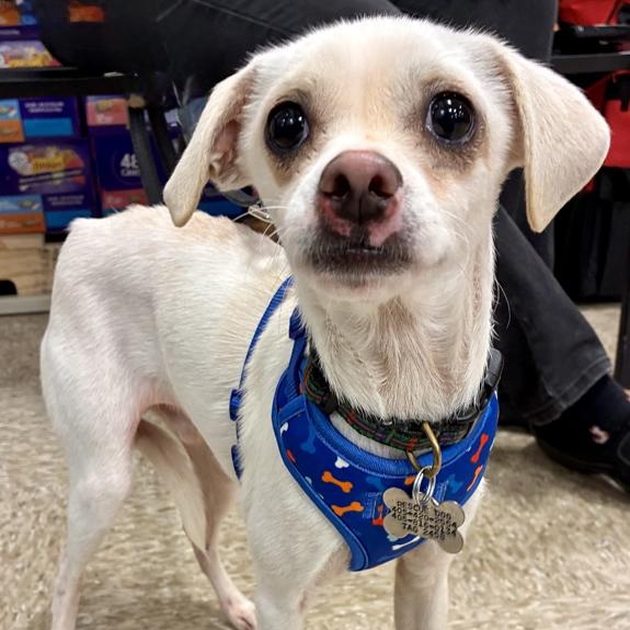 Enlarge Baxter, an adopted mixed breed in Oklahoma City, OK image 2/6