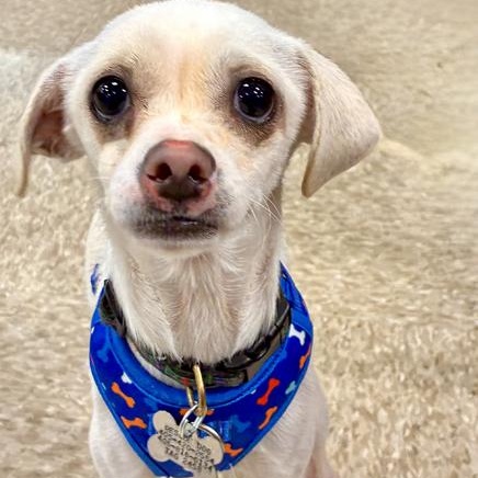 Enlarge Baxter, an adopted mixed breed in Oklahoma City, OK image 5/6