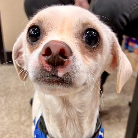 Enlarge Baxter, an adopted mixed breed in Oklahoma City, OK image 4/6