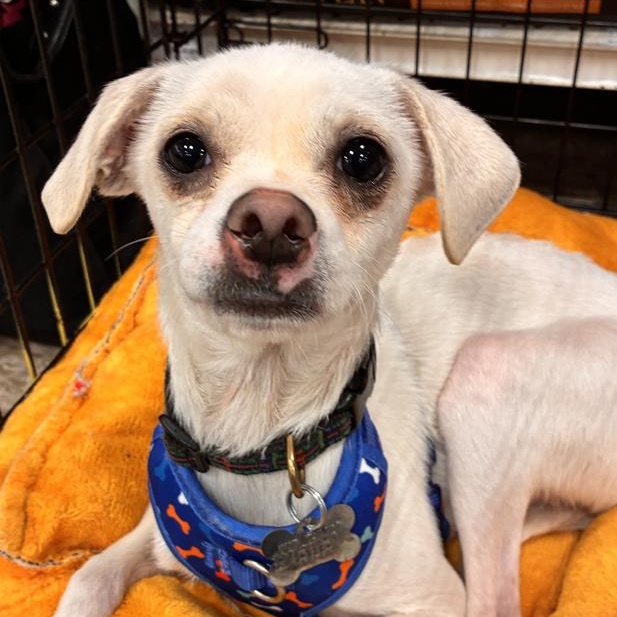 Enlarge Baxter, an adopted mixed breed in Oklahoma City, OK image 1/6