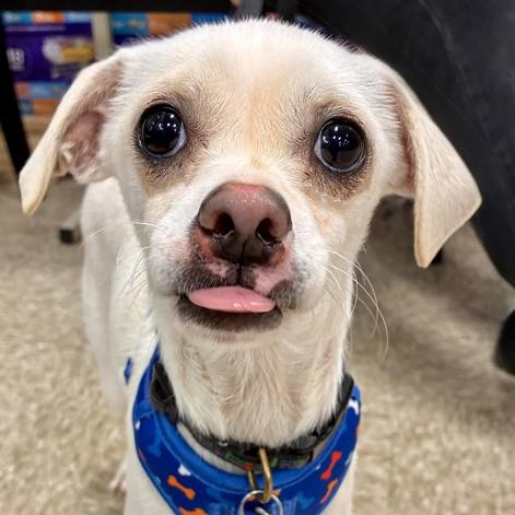 Enlarge Baxter, an adopted mixed breed in Oklahoma City, OK image 6/6