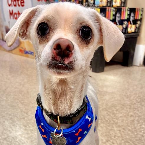 Enlarge Baxter, an adopted mixed breed in Oklahoma City, OK image 3/6