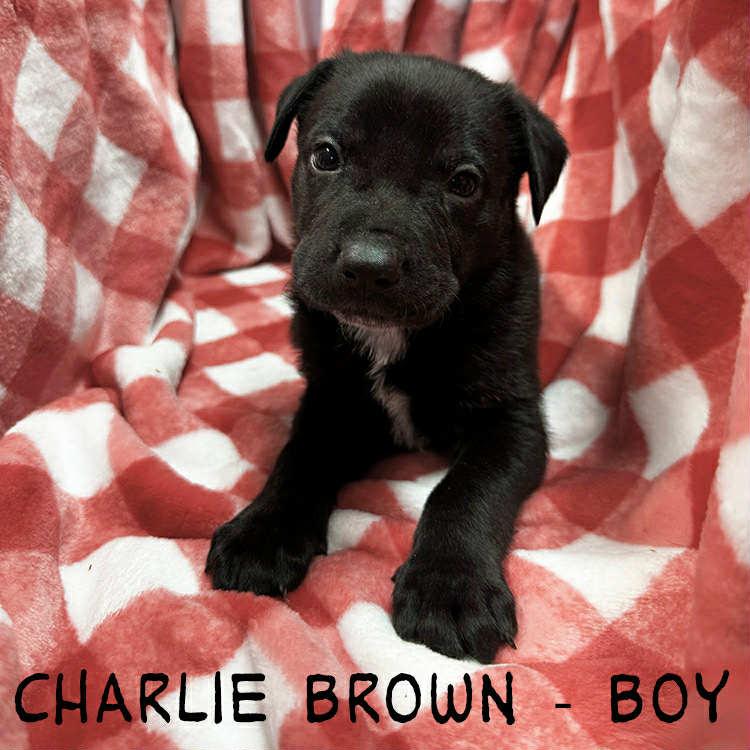 Enlarge Charlie Brown , a ADOPTABLE mixed breed in Whiting, NJ image 1/1