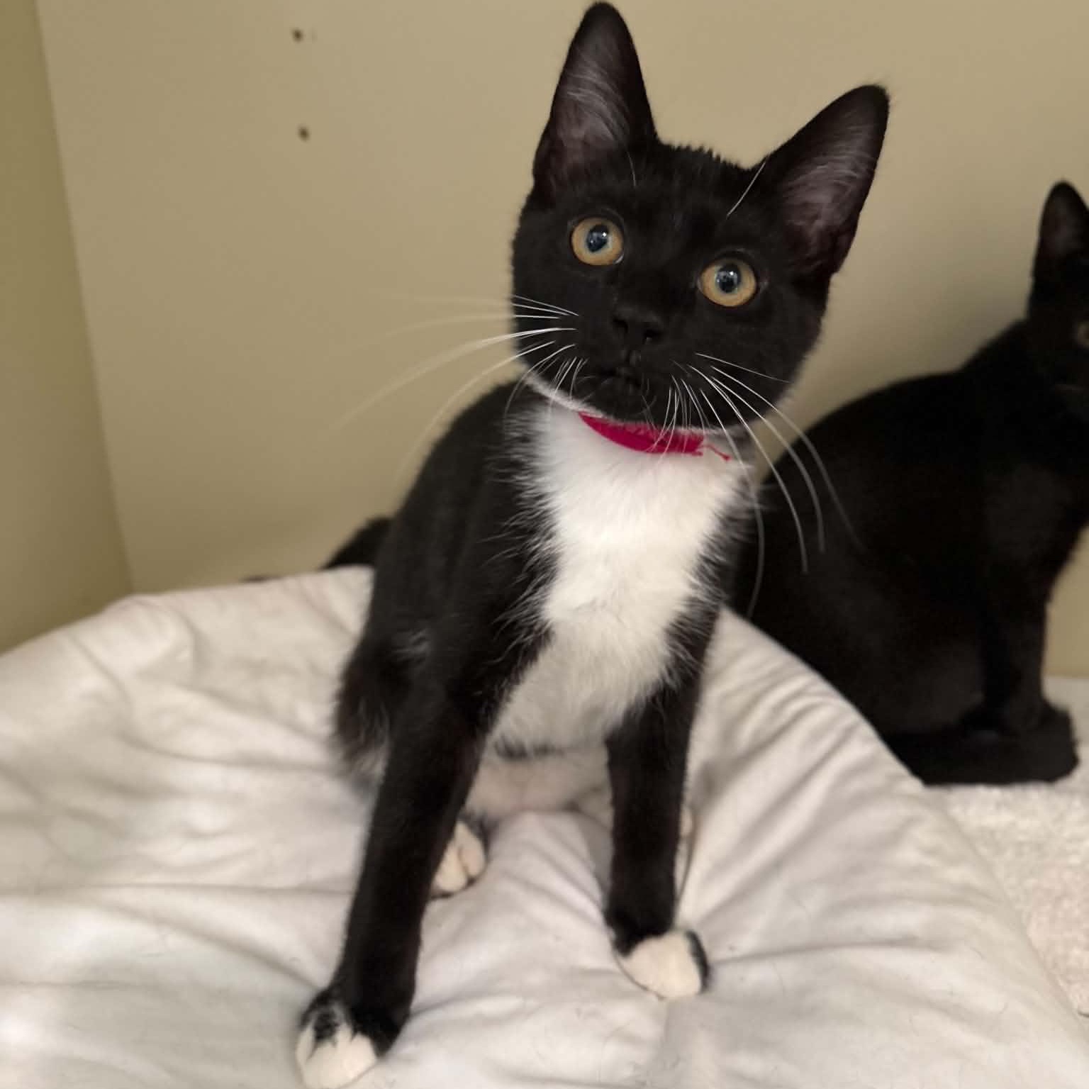 Ukulele, ADOPTABLE, Kitten Female Domestic Short Hair & Tuxedo.