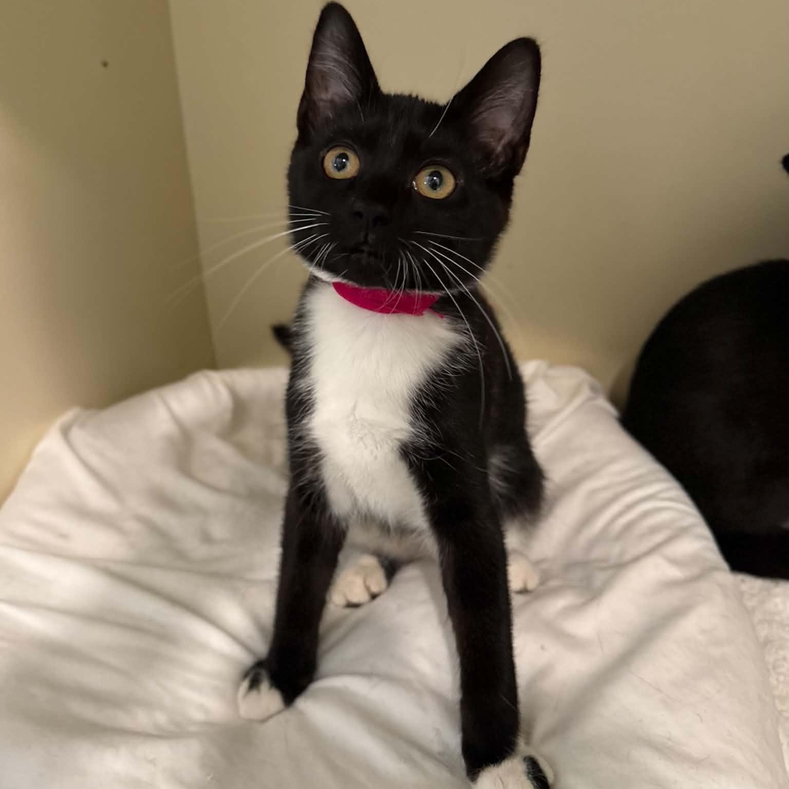 Ukulele, a ADOPTABLE mixed breed in Penn Yan, NY image 4/4
