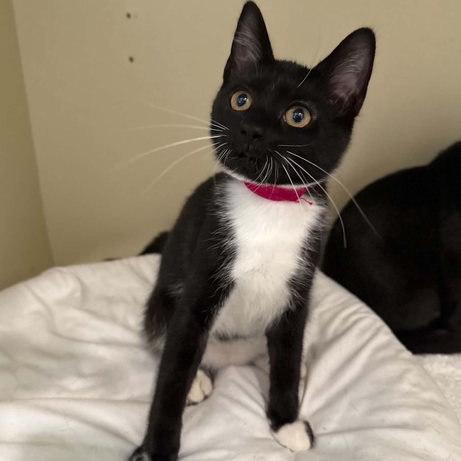 Ukulele, a ADOPTABLE mixed breed in Penn Yan, NY image 2/4