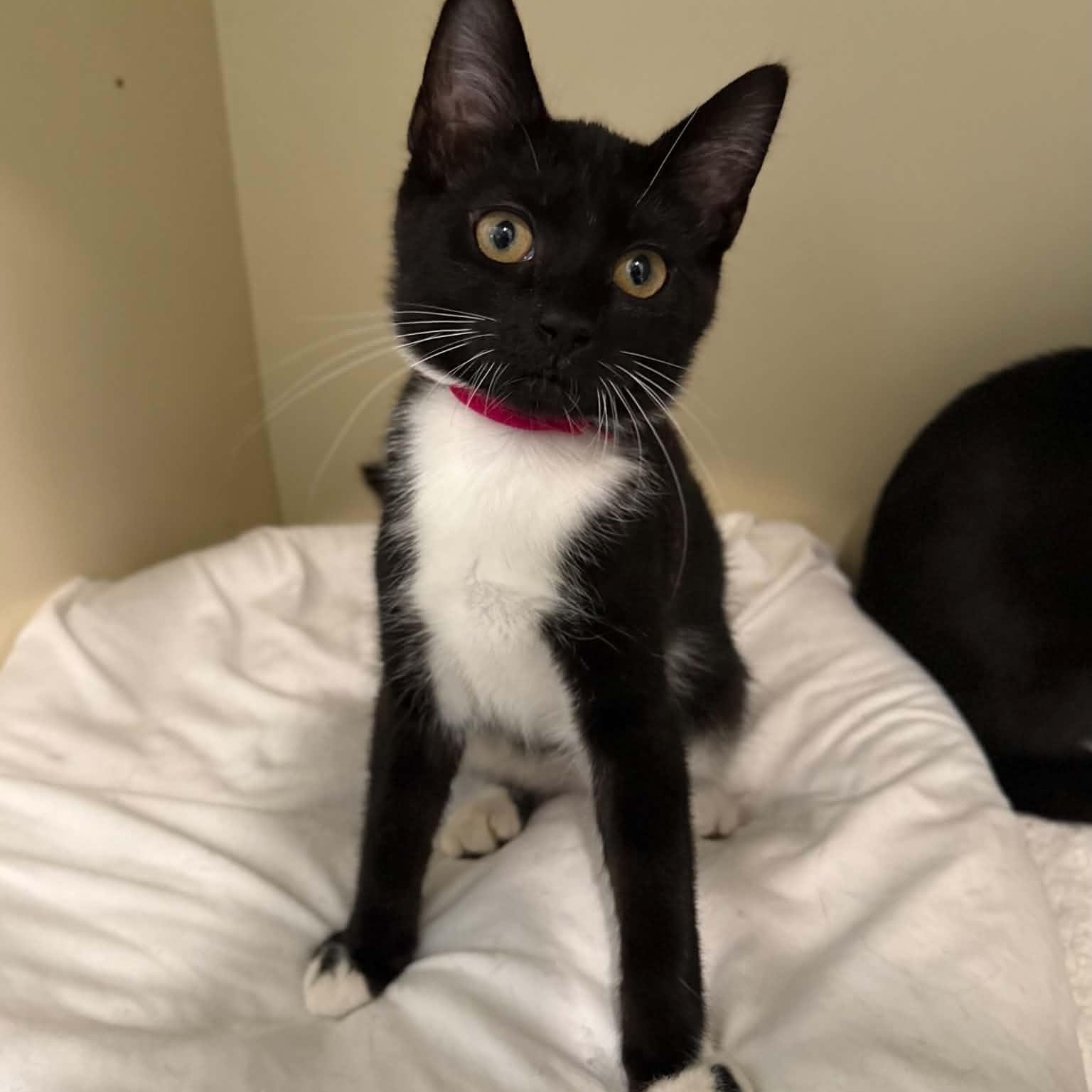 Ukulele, a ADOPTABLE mixed breed in Penn Yan, NY image 3/4