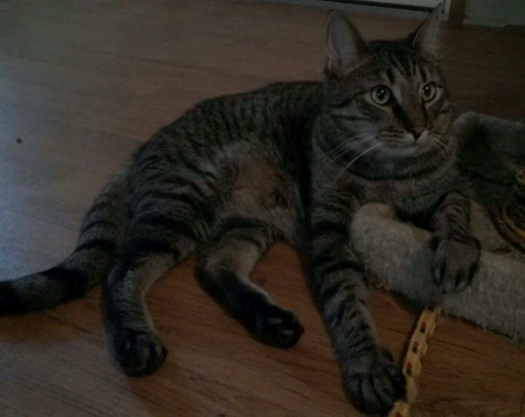 Carl, Adoptable, Senior Male Domestic Short Hair.