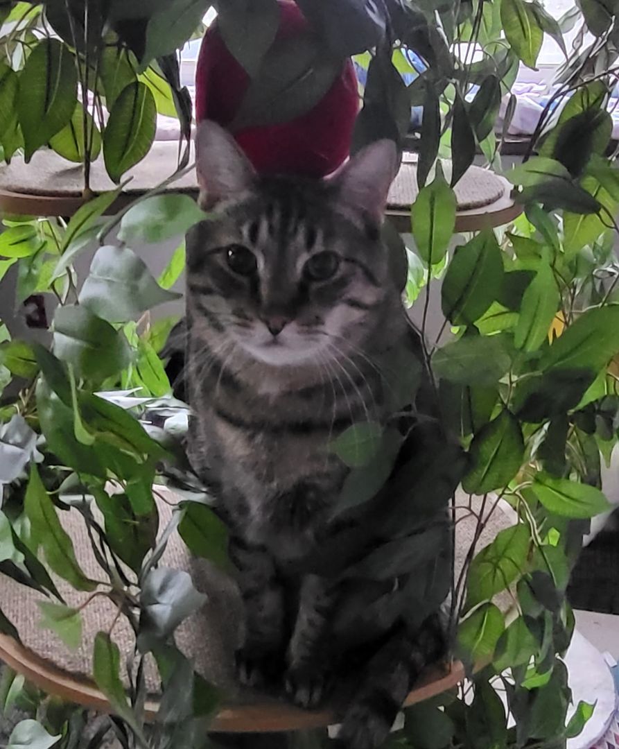 Enlarge Carl, a Adoptable Domestic Short Hair in Saint Charles, MO image 2/8