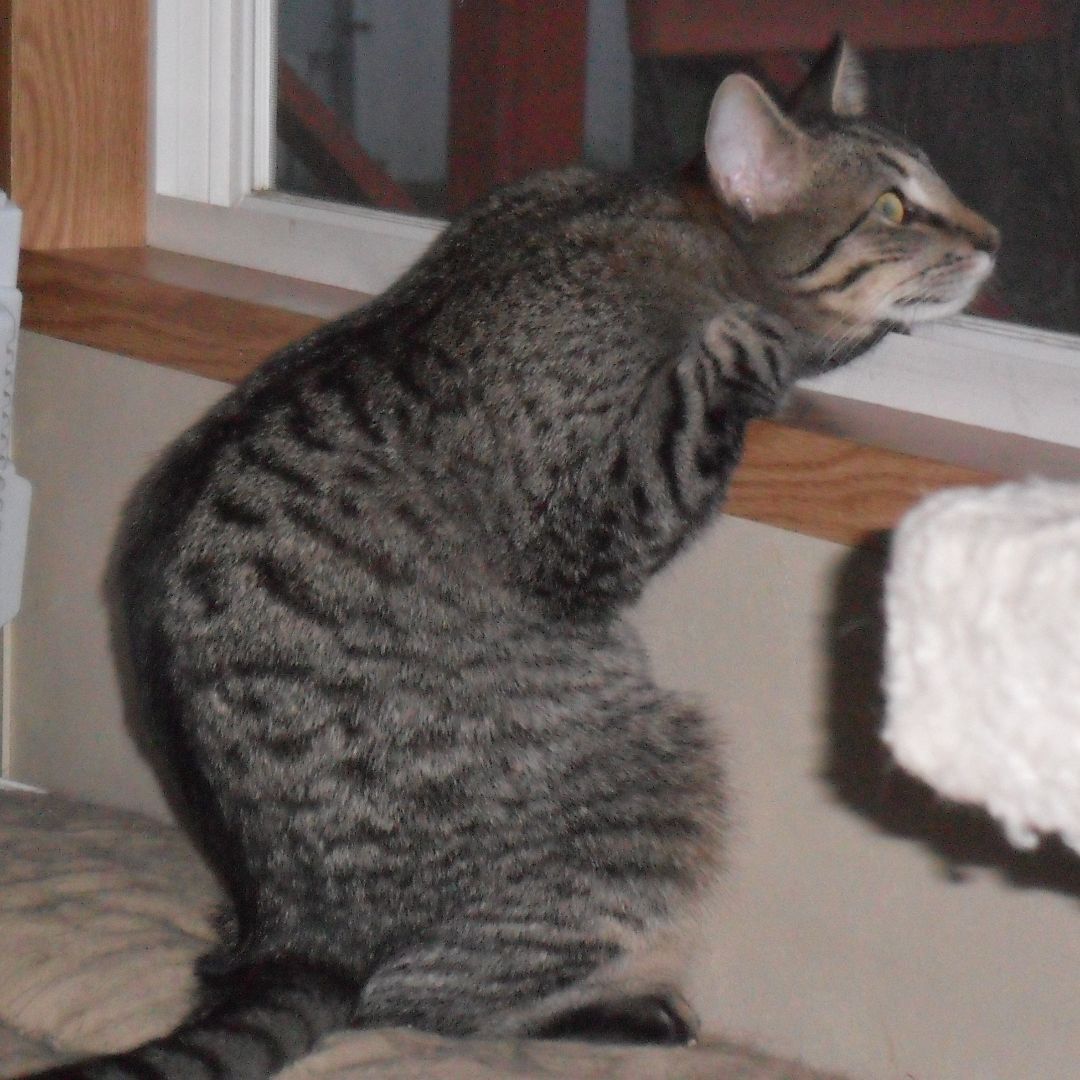 Enlarge Carl, a Adoptable Domestic Short Hair in Saint Charles, MO image 3/8