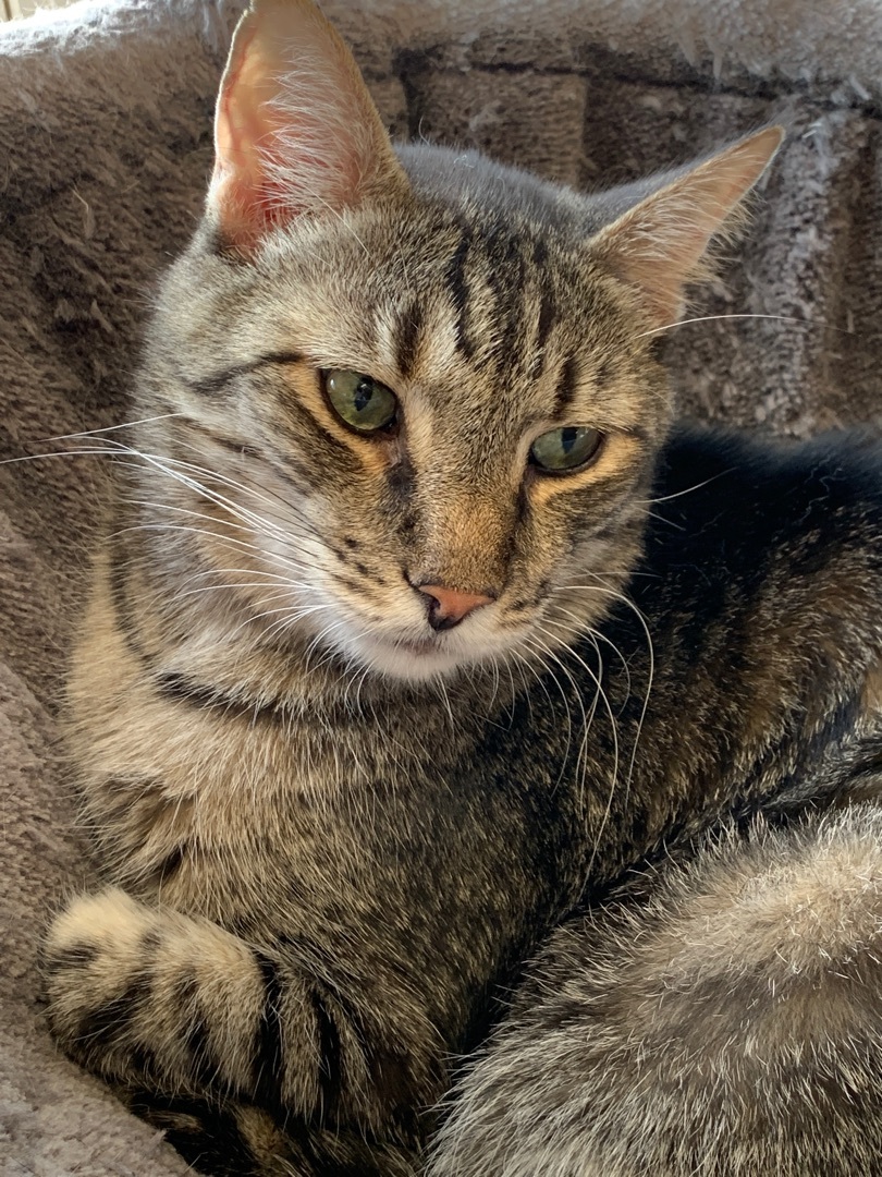 Enlarge Carl, a Adoptable Domestic Short Hair in Saint Charles, MO image 4/8