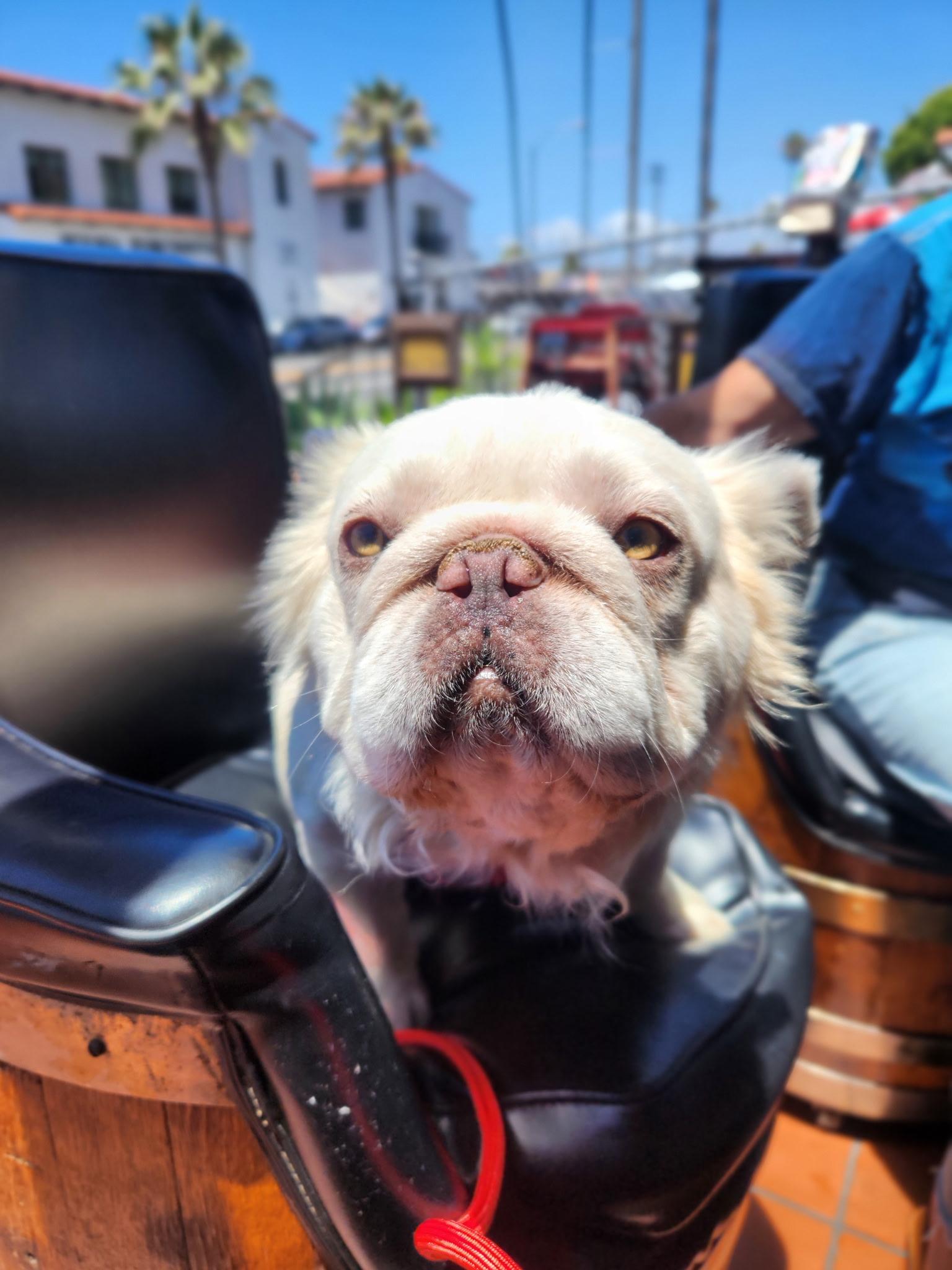 Enlarge Gizmo, an adopted French Bulldog in Anchorage, AK image 1/1