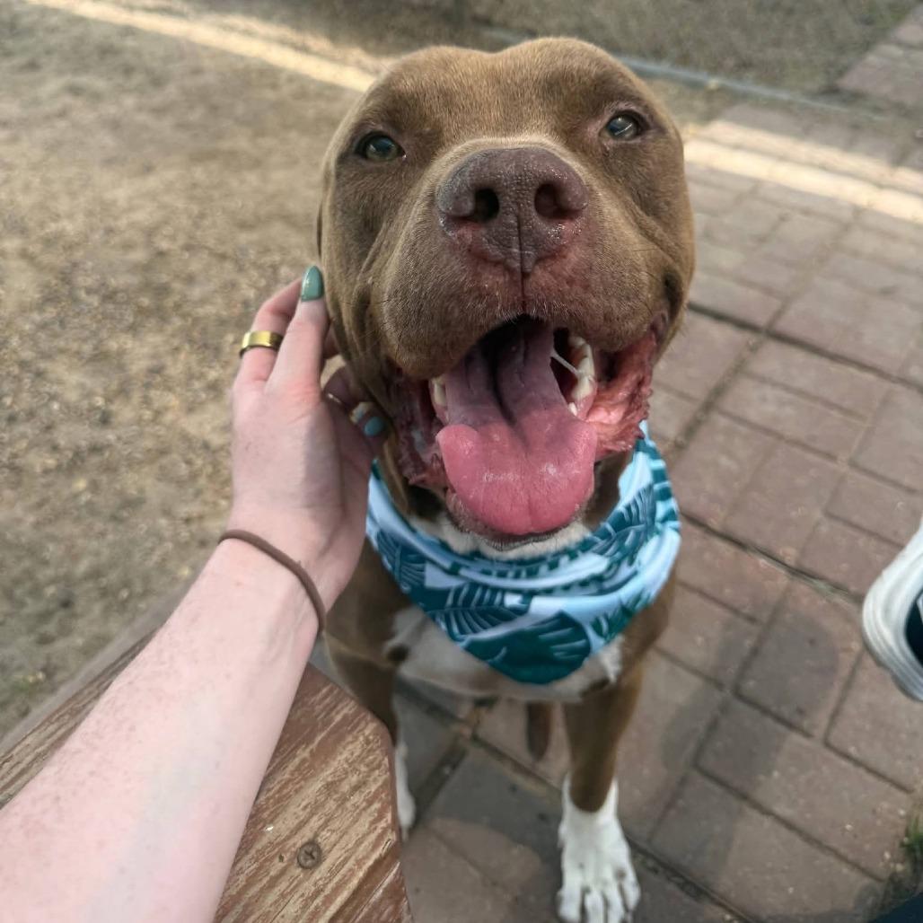 Enlarge Sampson, a Adoptable American Staffordshire Terrier in Pittsburgh, PA image 1/6