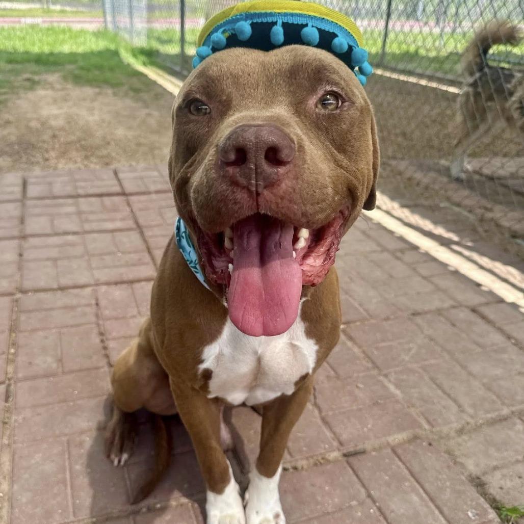 Enlarge Sampson, a Adoptable American Staffordshire Terrier in Pittsburgh, PA image 2/6