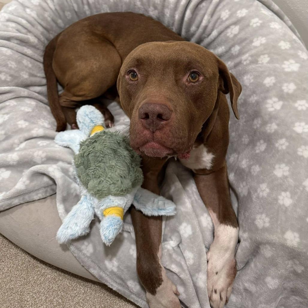 Enlarge Sampson, a Adoptable American Staffordshire Terrier in Pittsburgh, PA image 3/6