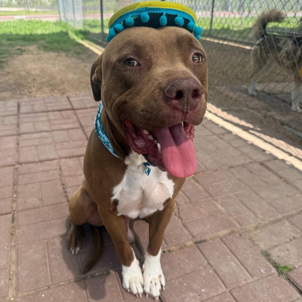 Enlarge Sampson, a Adoptable American Staffordshire Terrier in Pittsburgh, PA image 4/6