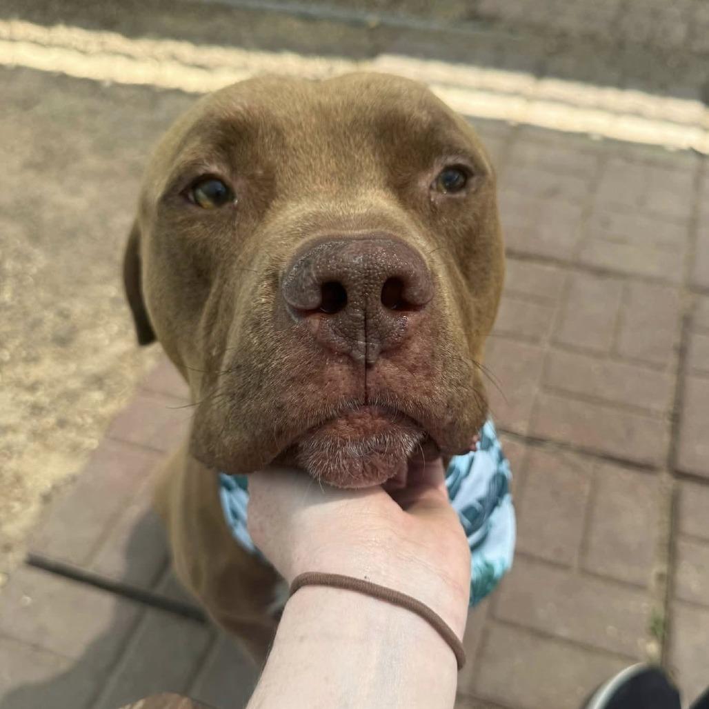 Enlarge Sampson, a Adoptable American Staffordshire Terrier in Pittsburgh, PA image 5/6