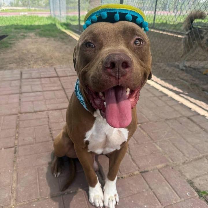 Enlarge Sampson, a Adoptable American Staffordshire Terrier in Pittsburgh, PA image 6/6