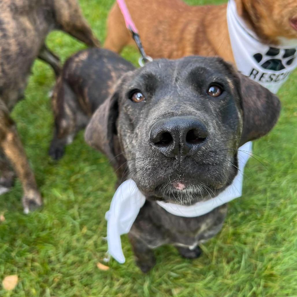 Enlarge Ego, a Adoptable mixed breed in Anoka, MN image 2/4