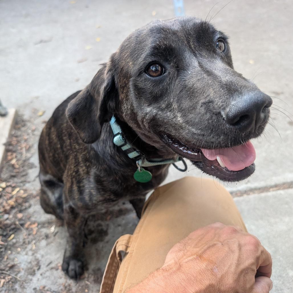 Enlarge Ego, a Adoptable mixed breed in Anoka, MN image 3/4
