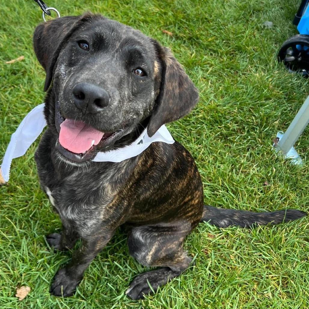Enlarge Ego, a Adoptable mixed breed in Anoka, MN image 1/4