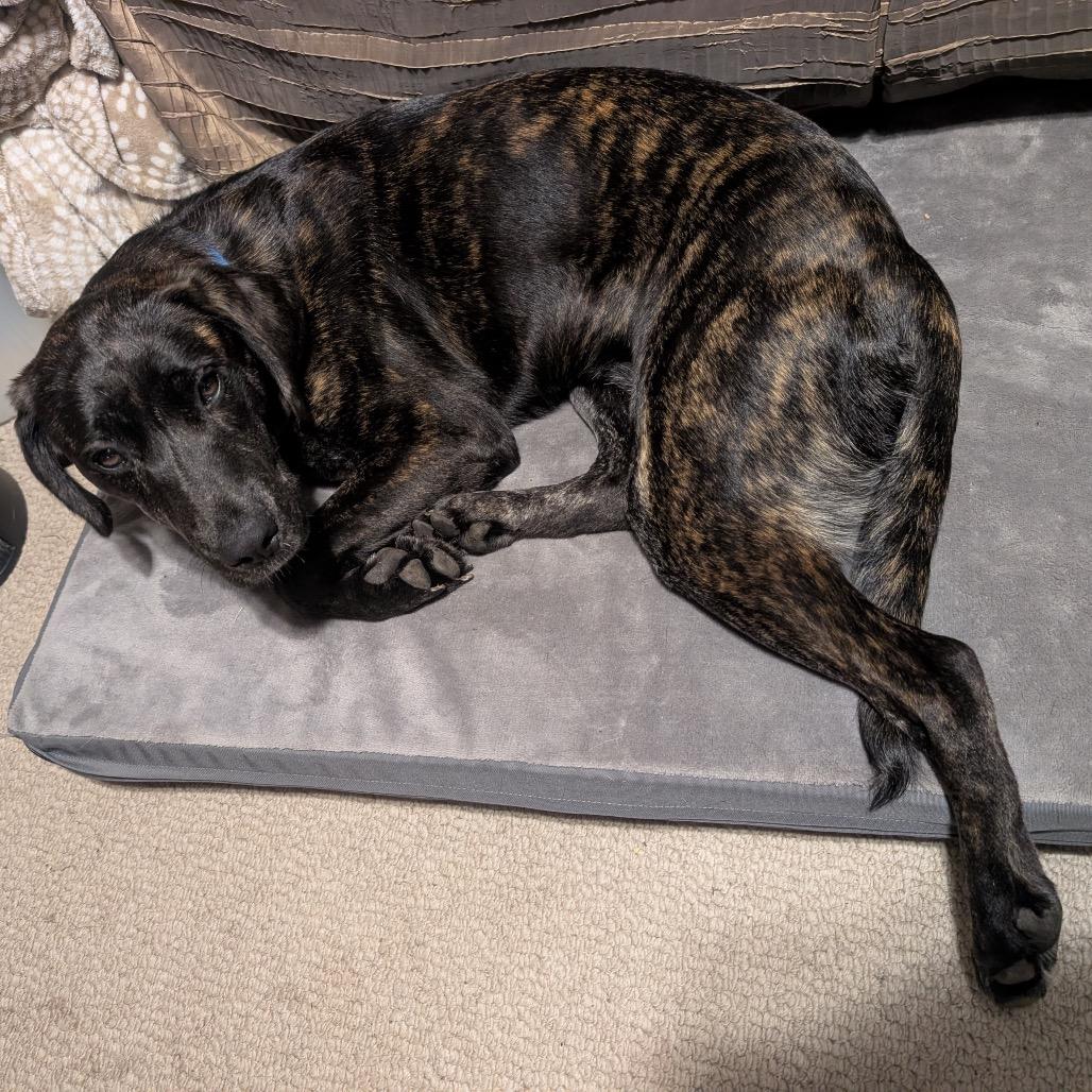 Enlarge Ego, a Adoptable mixed breed in Anoka, MN image 4/4