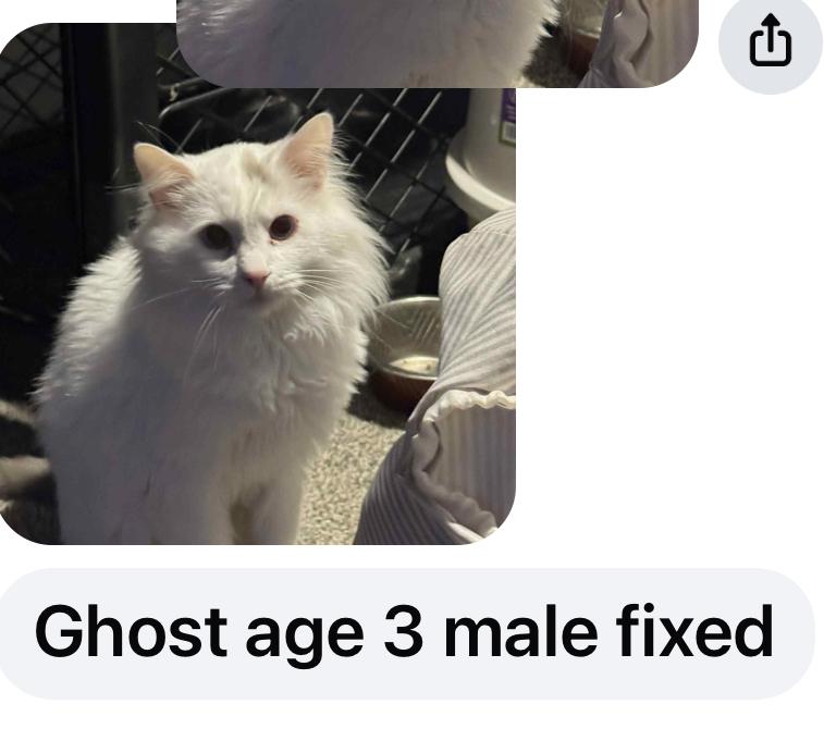 ghost, Adoptable, Adult Male Domestic Long Hair.