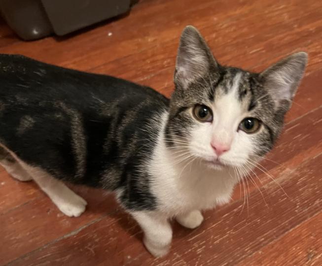 Goose, a other Domestic Short Hair in Manhattan , KS image 2/5