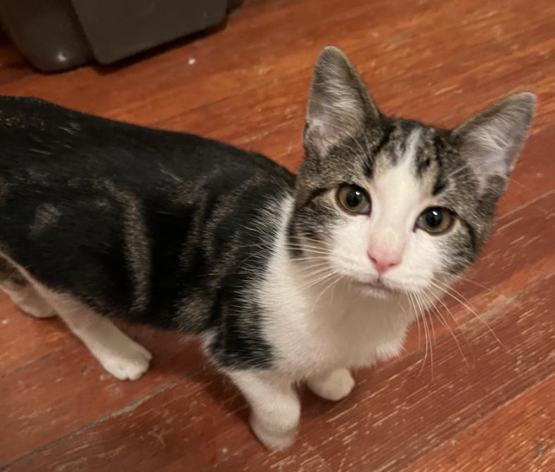 Goose, a other Domestic Short Hair in Manhattan , KS image 5/5