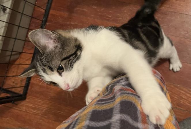 Goose, a other Domestic Short Hair in Manhattan , KS image 3/5