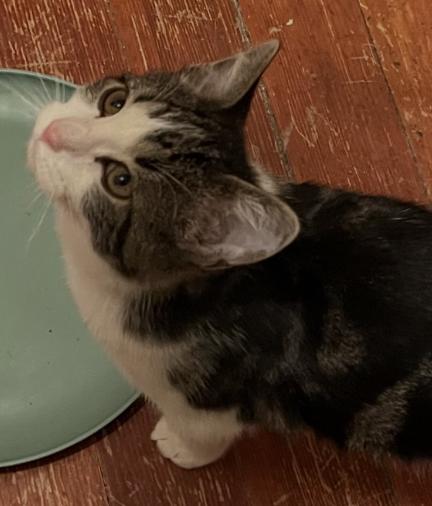 Goose, a other Domestic Short Hair in Manhattan , KS image 4/5