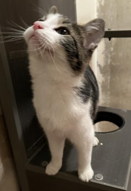 Goose, Adoptable, Young Male Domestic Short Hair.