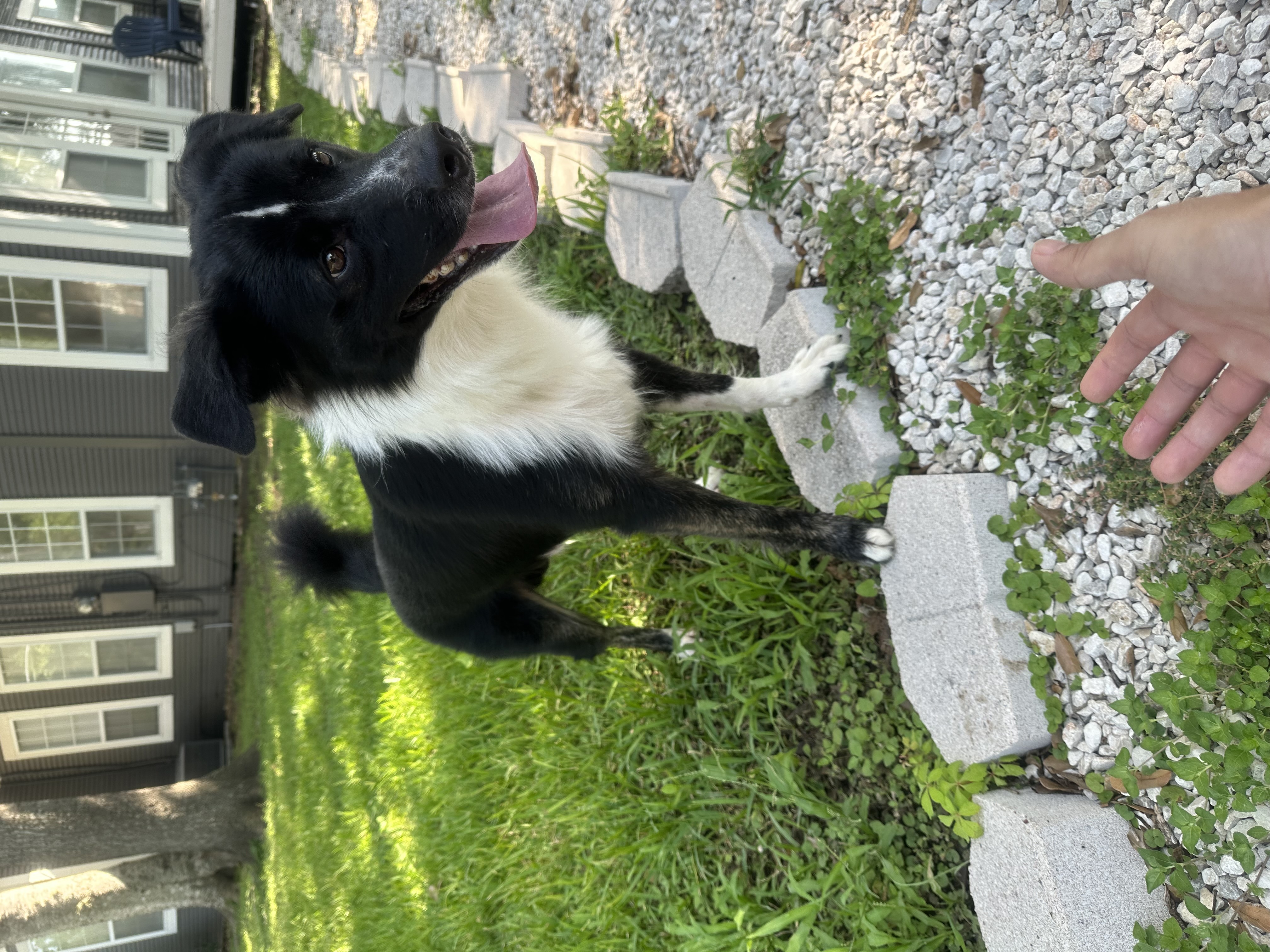 Dog for adoption Koda, an Australian Shepherd in RATON, NM Petfinder