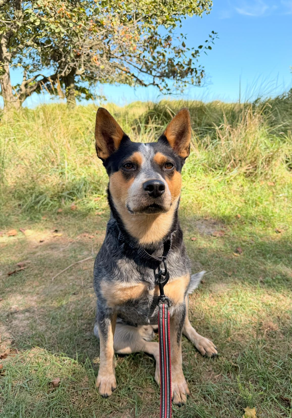 Enlarge Heidi, a Adoptable Cattle Dog in Joliet, IL image 3/6