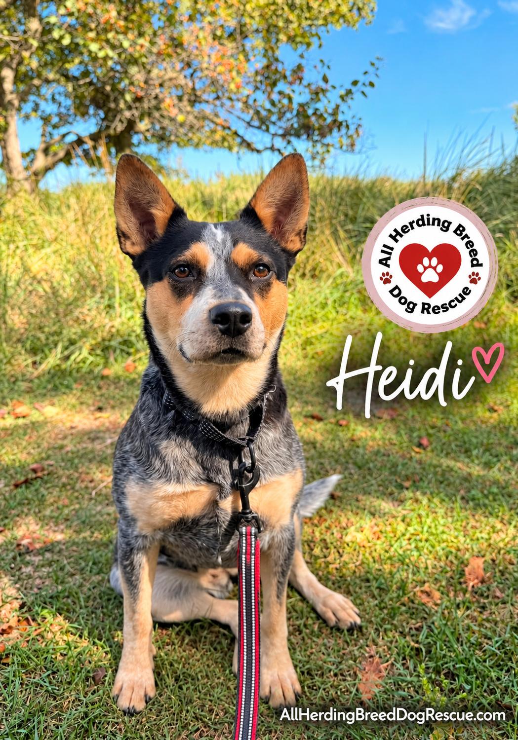 Enlarge Heidi, a Adoptable Cattle Dog in Joliet, IL image 6/6