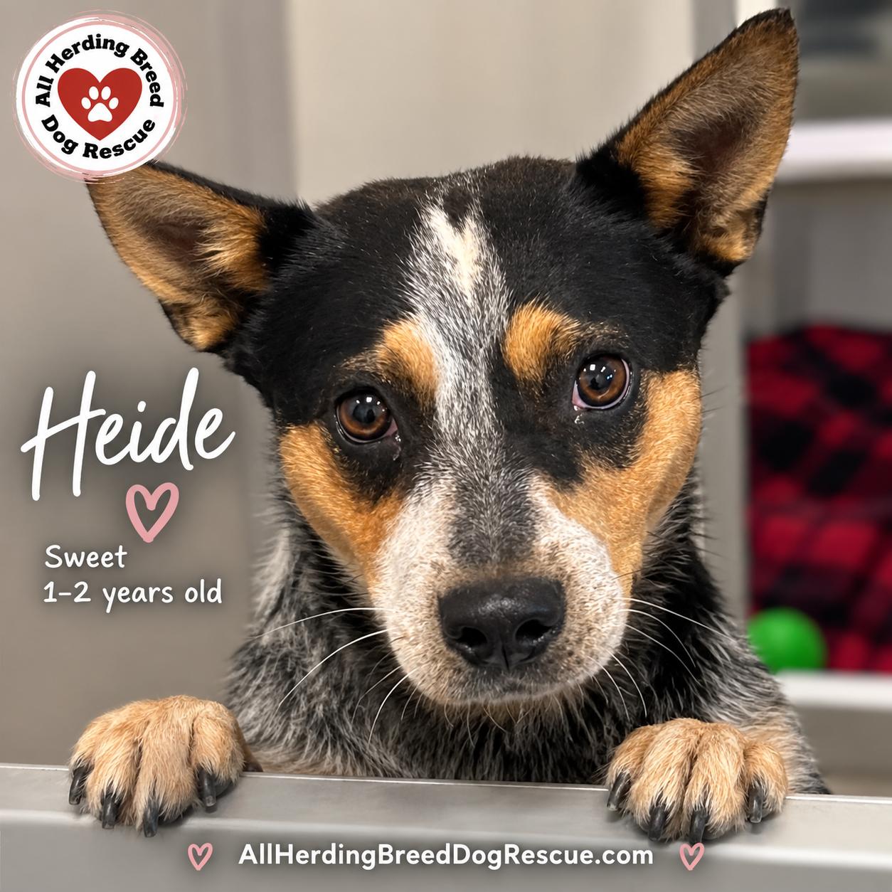 Enlarge Heidi, a Adoptable Cattle Dog in Joliet, IL image 4/6