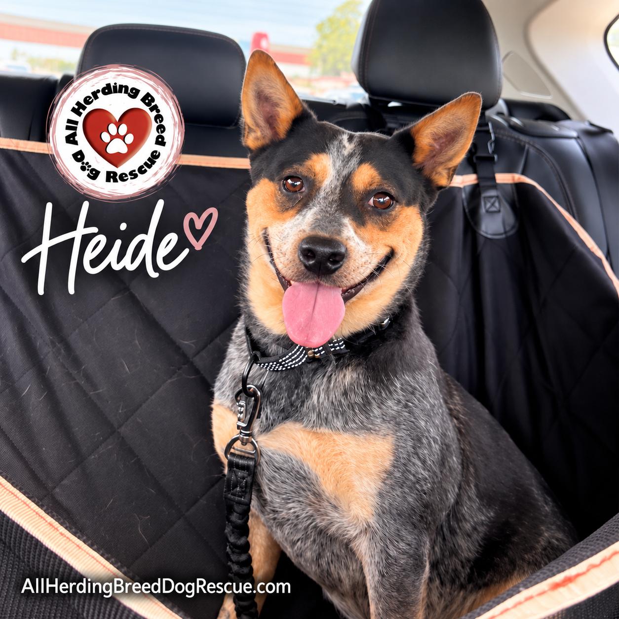 Enlarge Heidi, a Adoptable Cattle Dog in Joliet, IL image 2/6