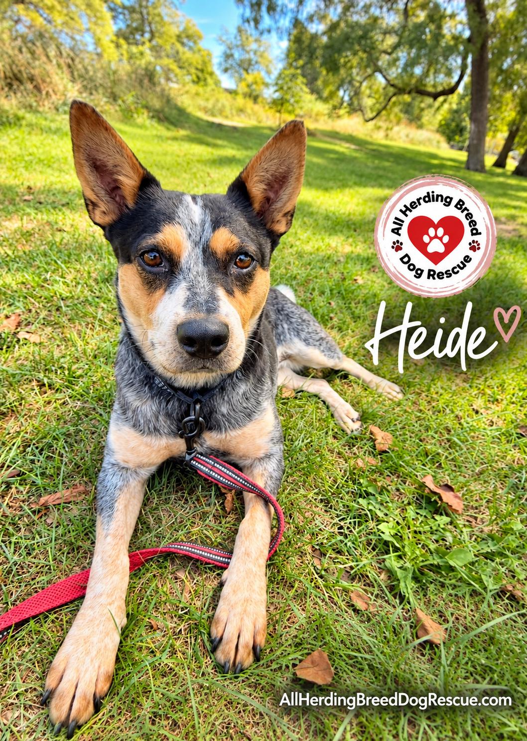 Enlarge Heidi, a Adoptable Cattle Dog in Joliet, IL image 5/6