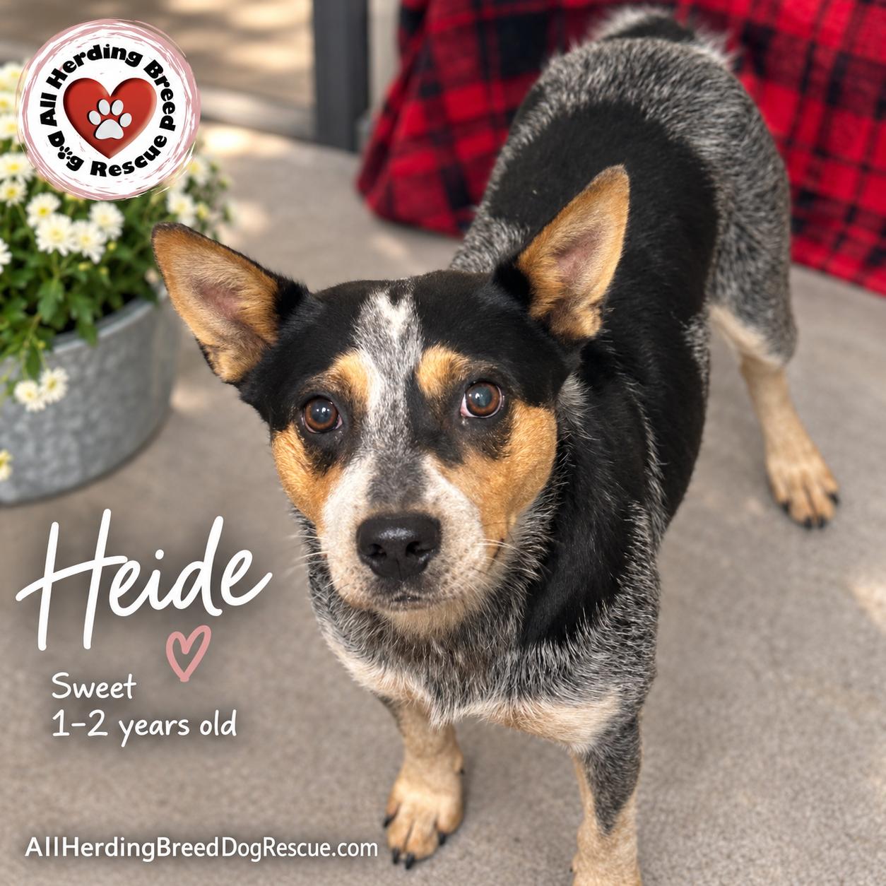 Enlarge Heidi, a Adoptable Cattle Dog in Joliet, IL image 1/6